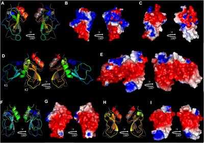 A Kunitz-type inhibitor from tick salivary glands: A promising novel antitumor drug candidate